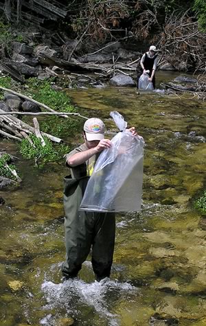 CVCA - Fish Monitoring Fish Monitoring
